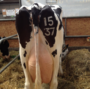 south west freeze branding