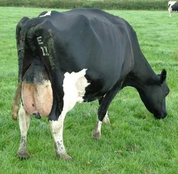 south west freeze branding